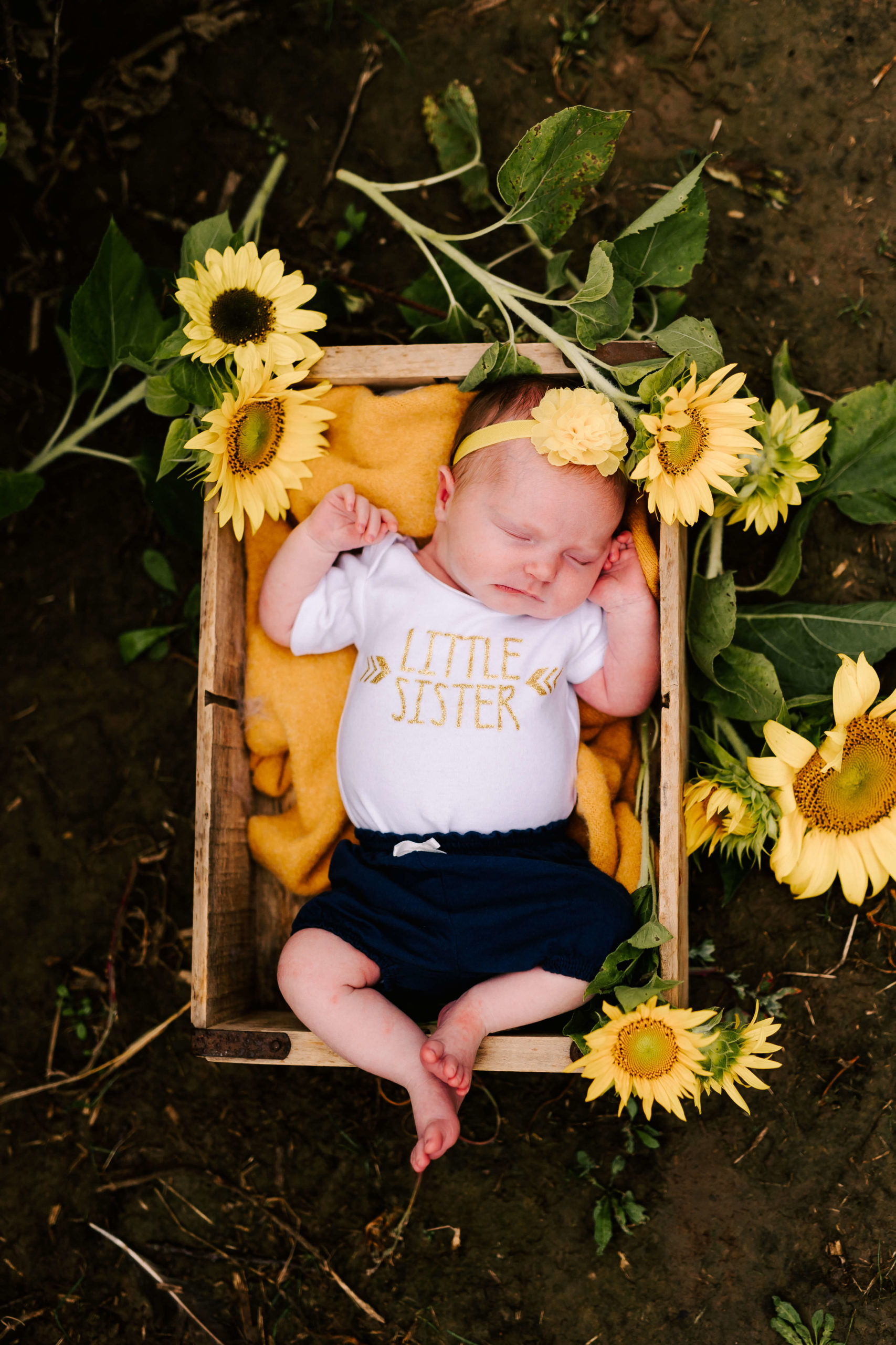 newborn baby girl in a sunflower field in germantown wi